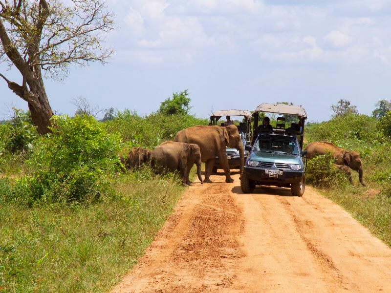 Safari-im-Udawalawe-Nationalpark.jpg