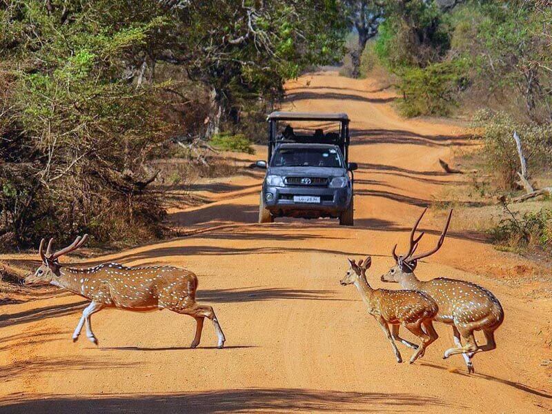 Yala-National-Park-safari.jpg